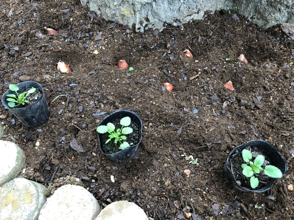 少しずつ、苗の定植と球根植え💕