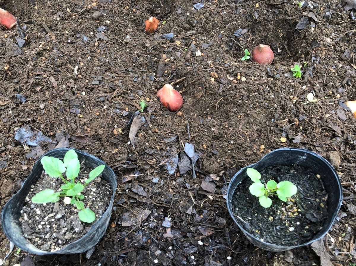 少しずつ、苗の定植と球根植え💕