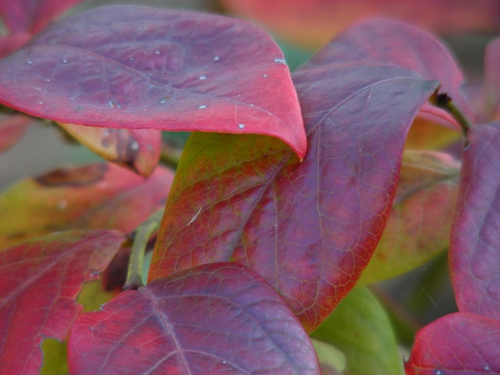 庭の紅葉始まる