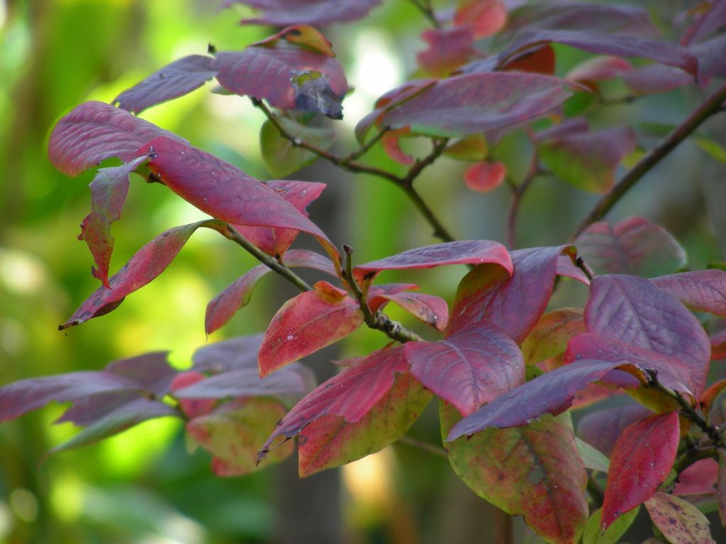 庭の紅葉始まる