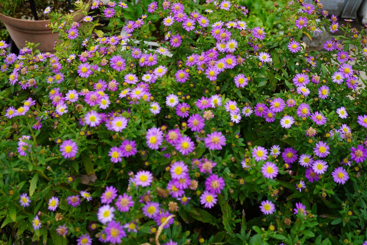 今日の花