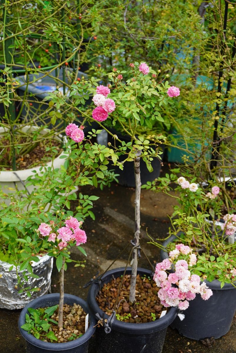 今日の花