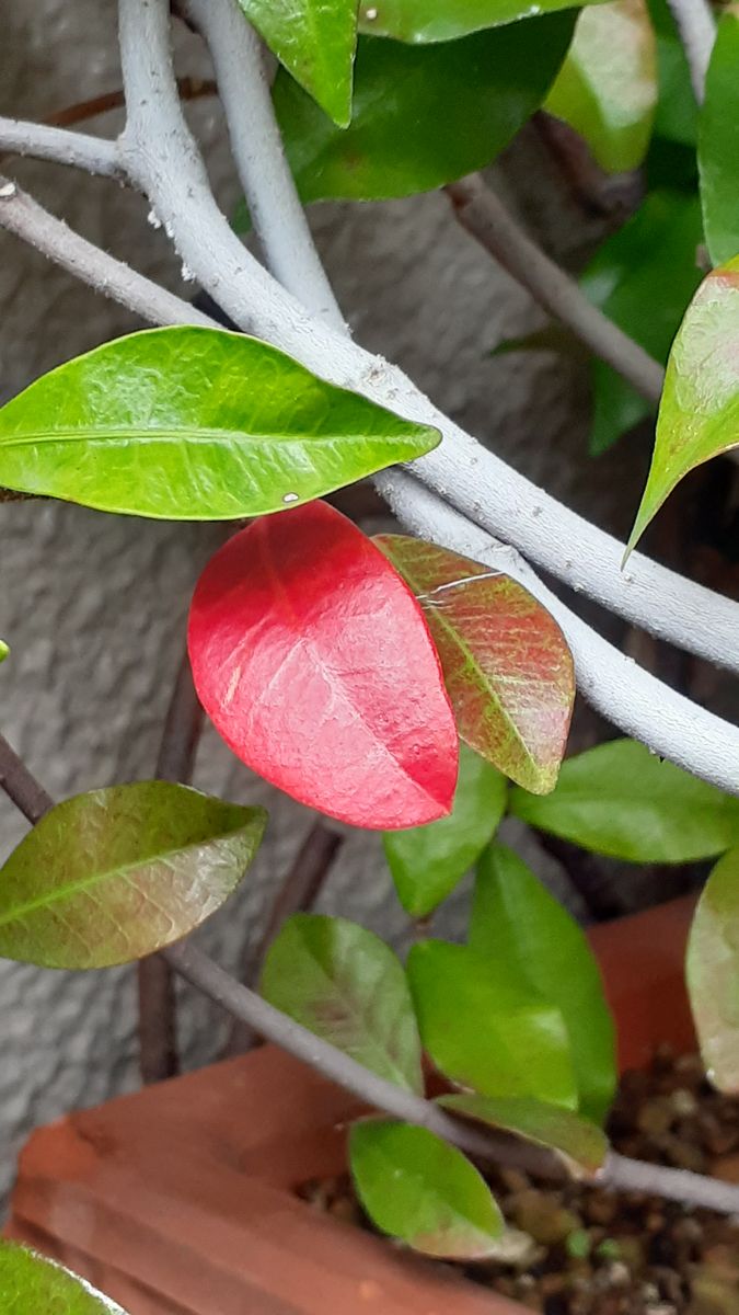 ふくおかルーバルガーデン3～秋🍂🍎🍁の***  庭便り～恵みの雨になった昨日🍂❗