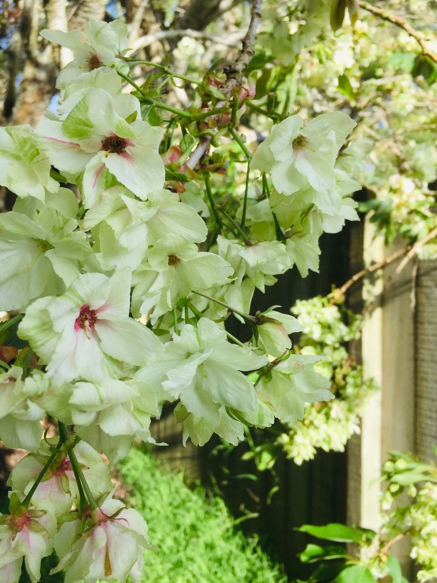 緑の桜