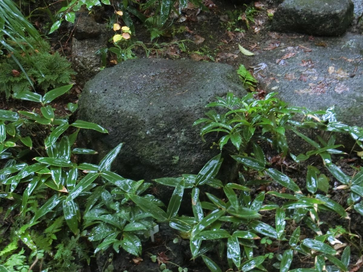 一休み雨休み？