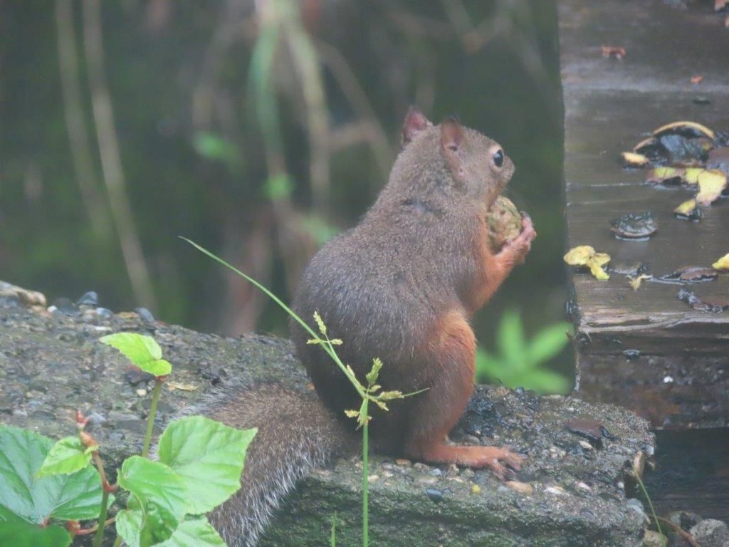 ポポーを食べてみた～リスの写真に入れ替え！