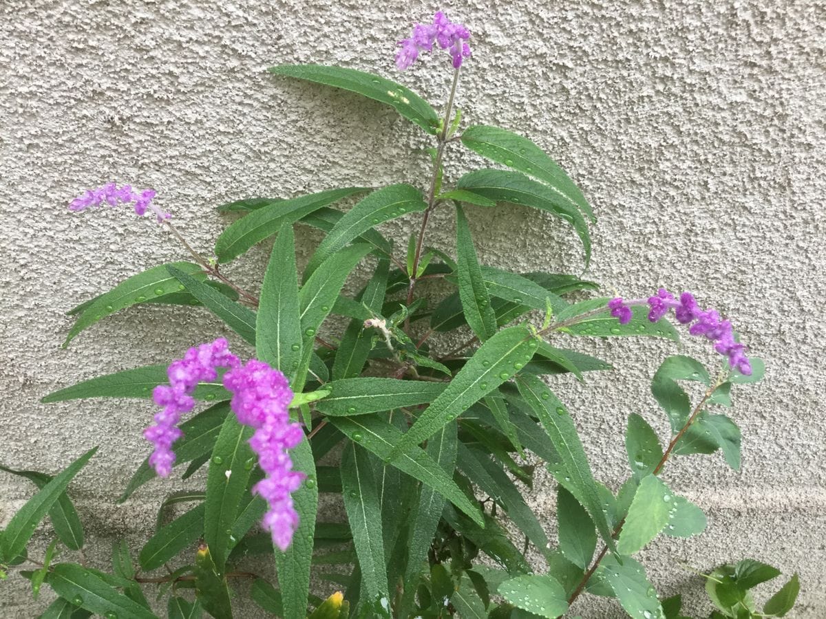 今朝の花と実