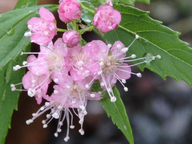 秋の雨の庭から。🎵