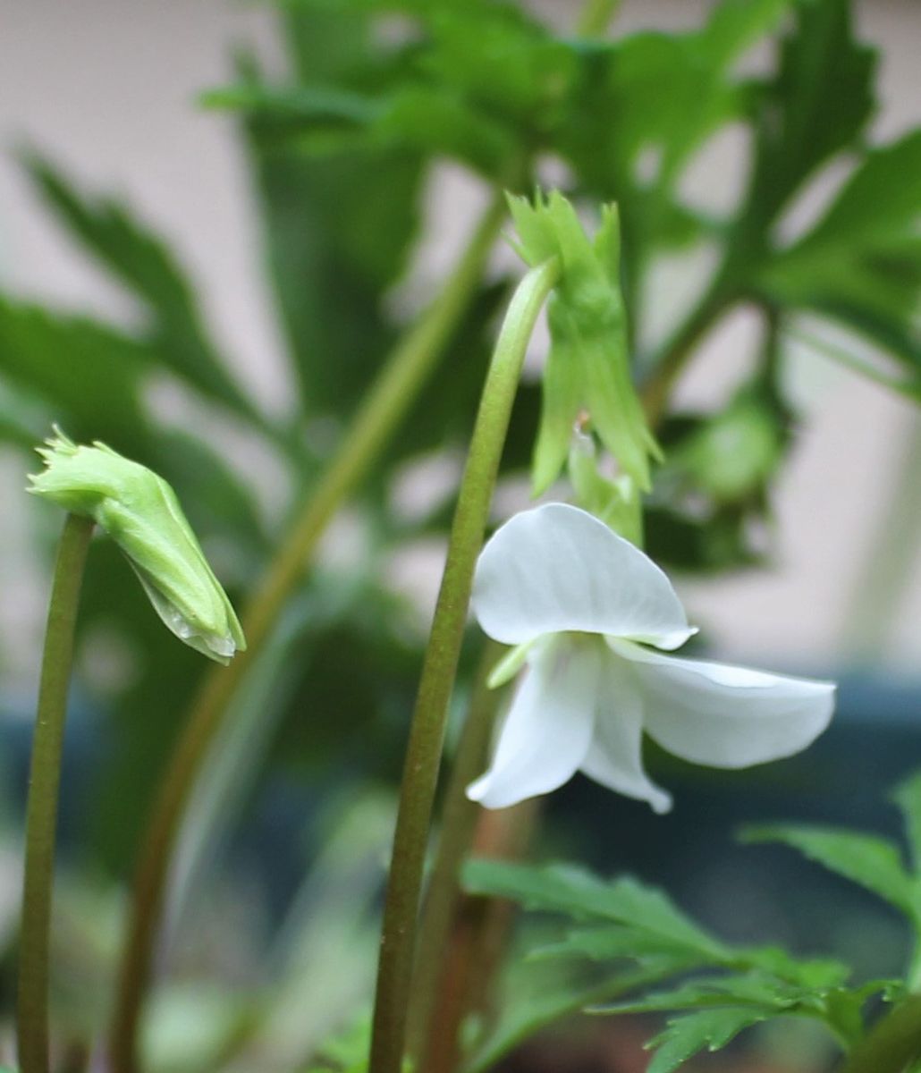 スミレのお花