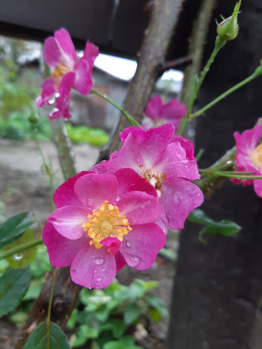 今日のバラ🌹