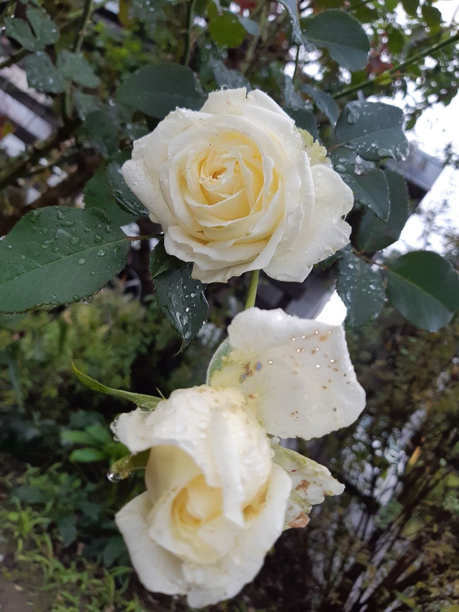 今日のバラ🌹