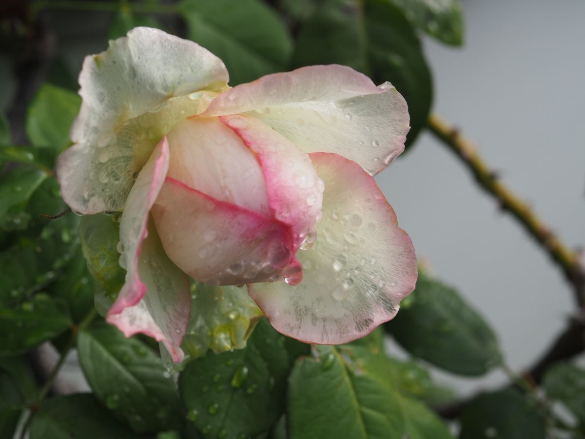 雨から晴れへ