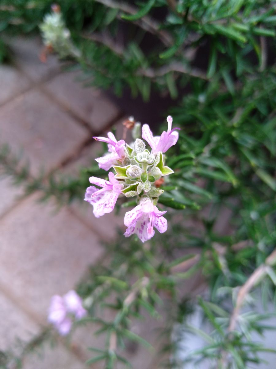 可憐にゆれる　小さな花