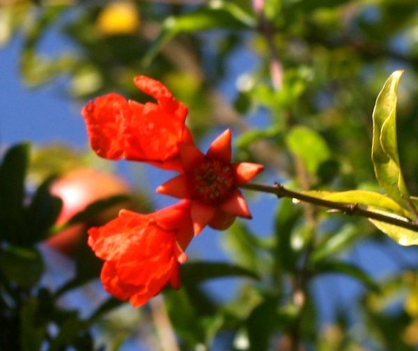 オールドカメラで花を撮る。～ザクロ