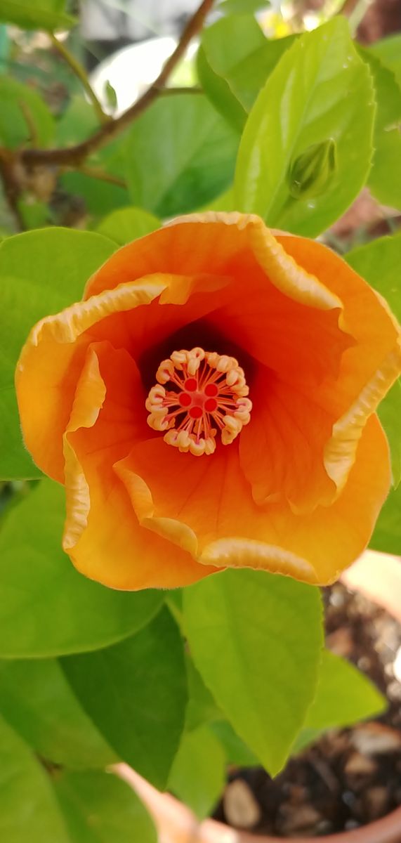 今日の花