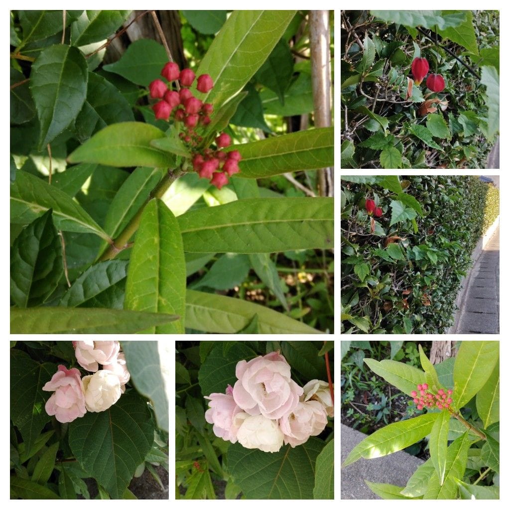 散歩道で見かけた植物！