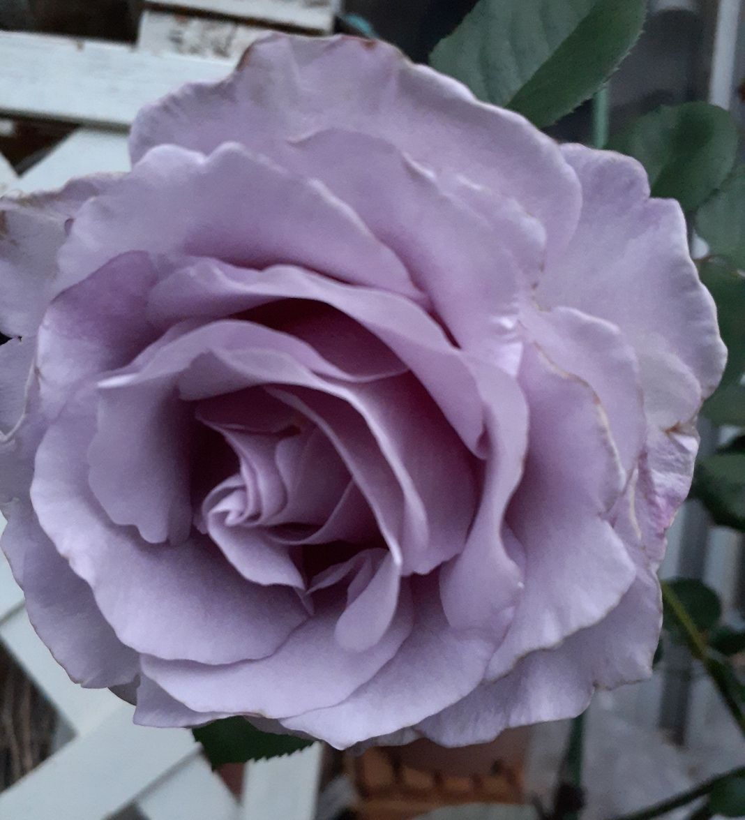 雨で重そうな大輪の花