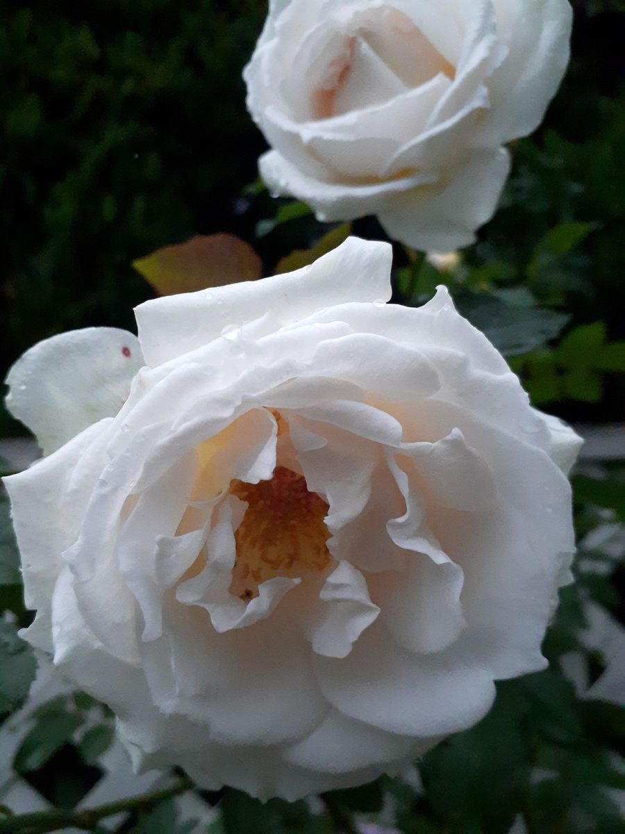 雨で重そうな大輪の花