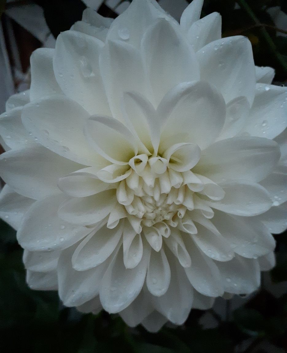 雨で重そうな大輪の花