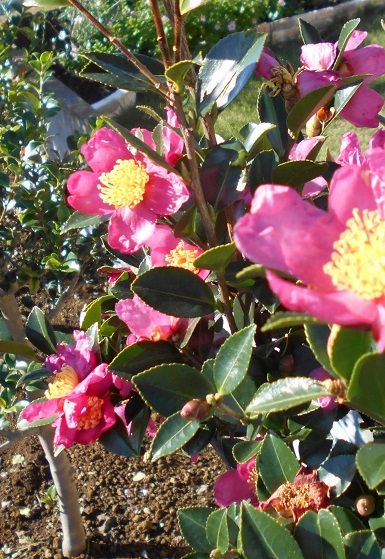 今日の「山茶花」