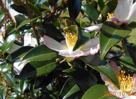 今日の「山茶花」