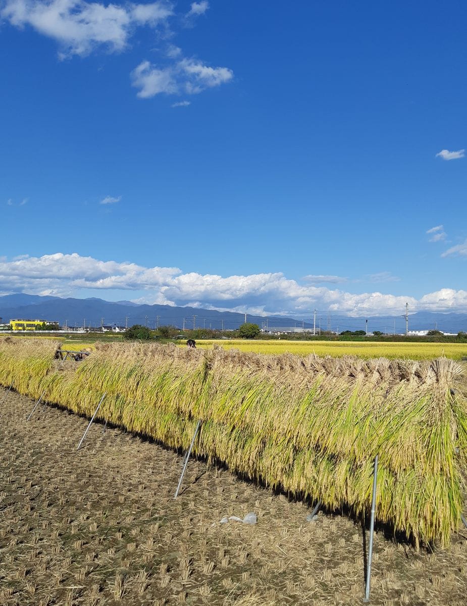 黄金色と秋の空