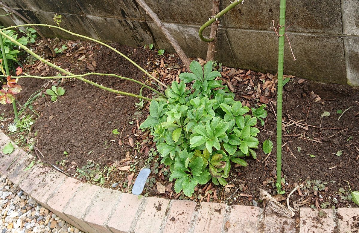 花壇の植栽 一からやり直し⭐ 10/24