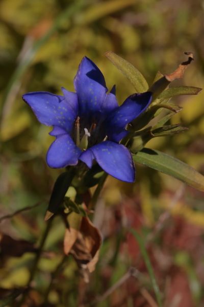 秋の花だよ