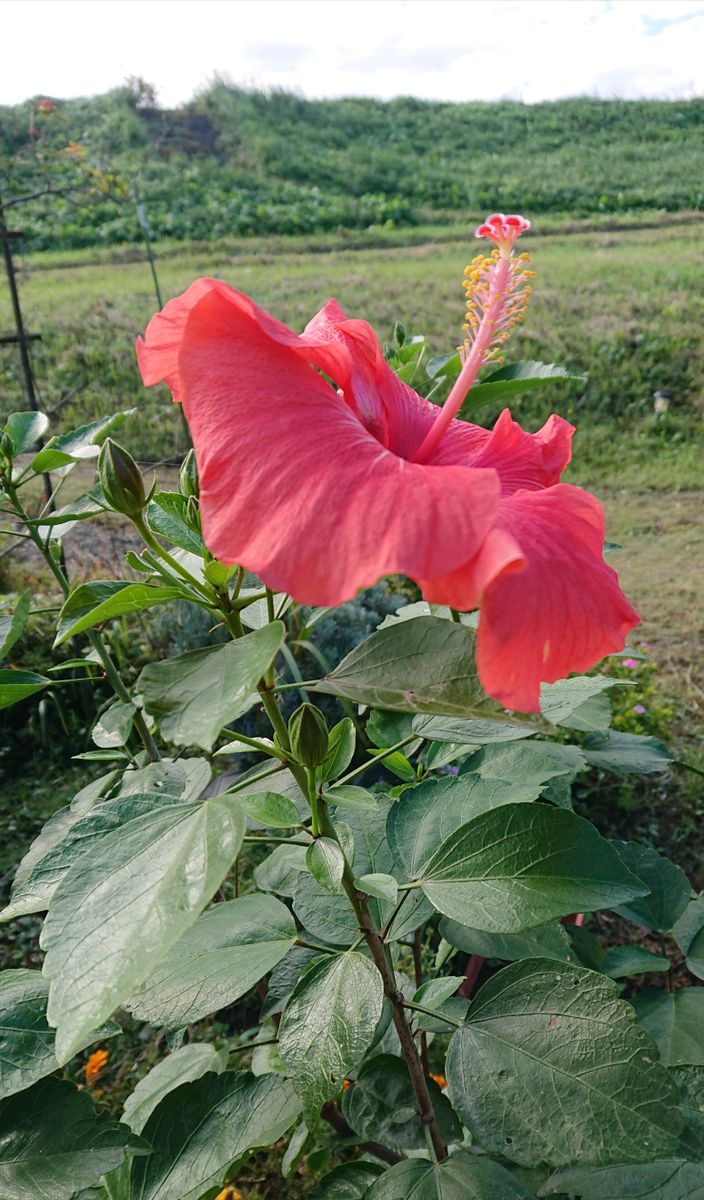 今年のハイビスカス🌺もこれで見納め⁉️