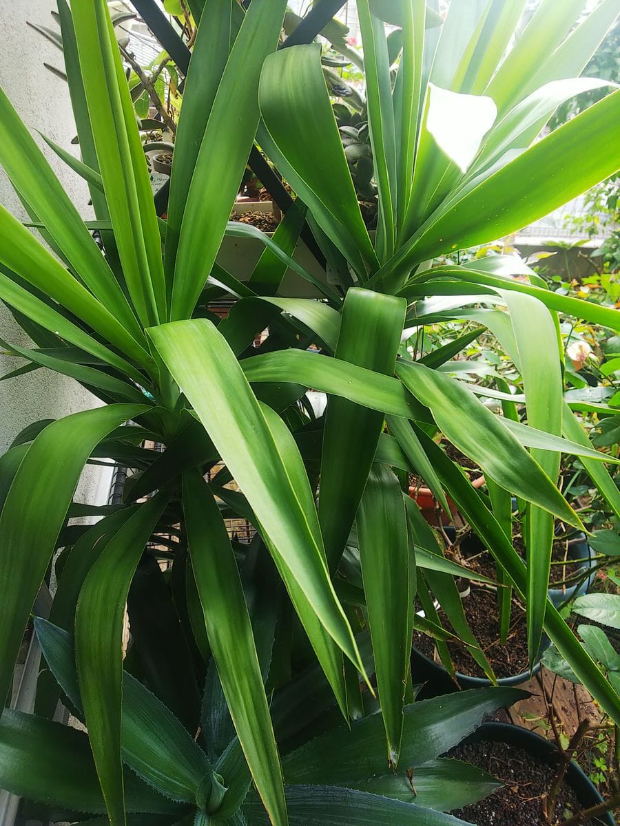 夏は軒下・冬は室内の観葉植物