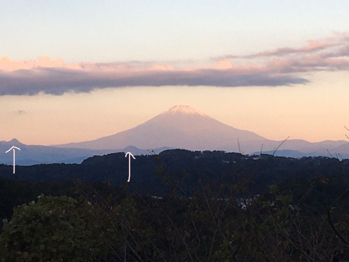 オキザリスと富士山と謎の虫