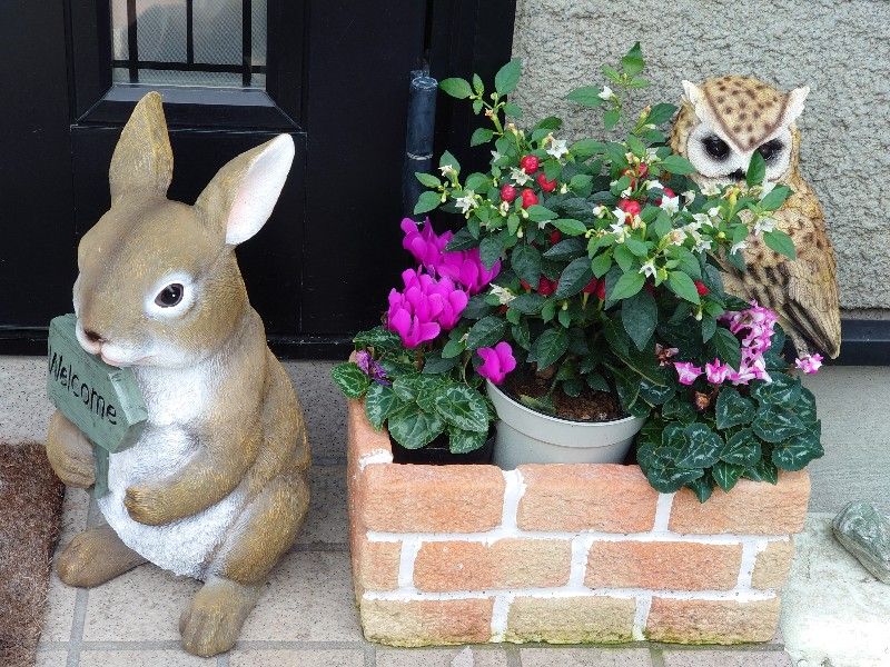 実家の花たち😀