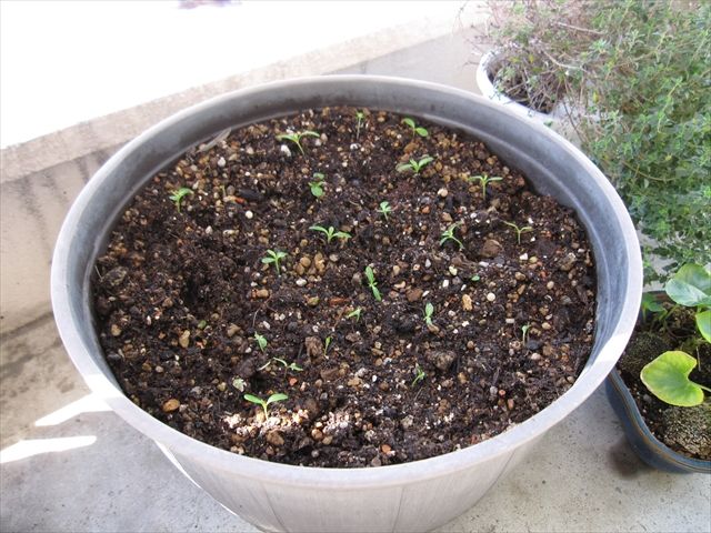 ニチニチソウの芽の植替え