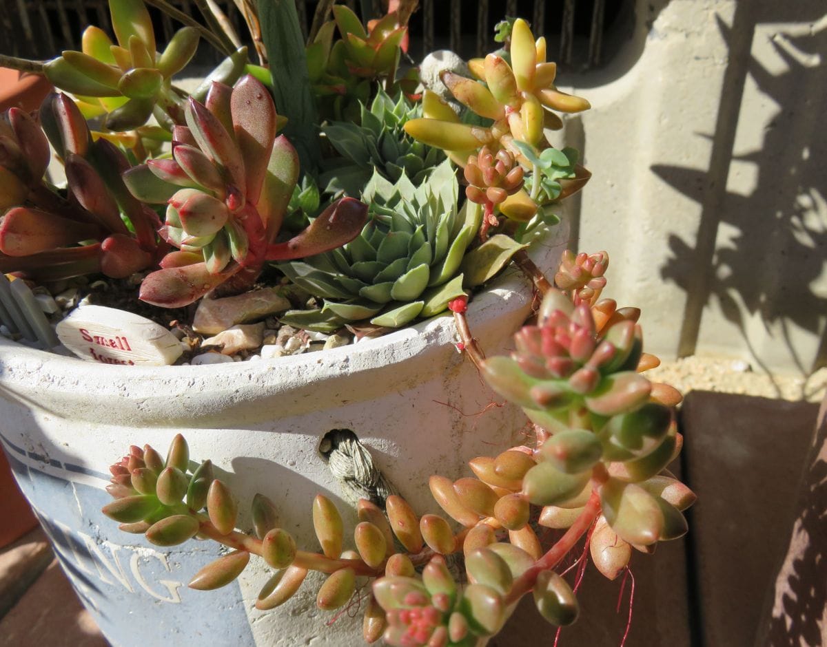 紅葉する多肉植物　続き