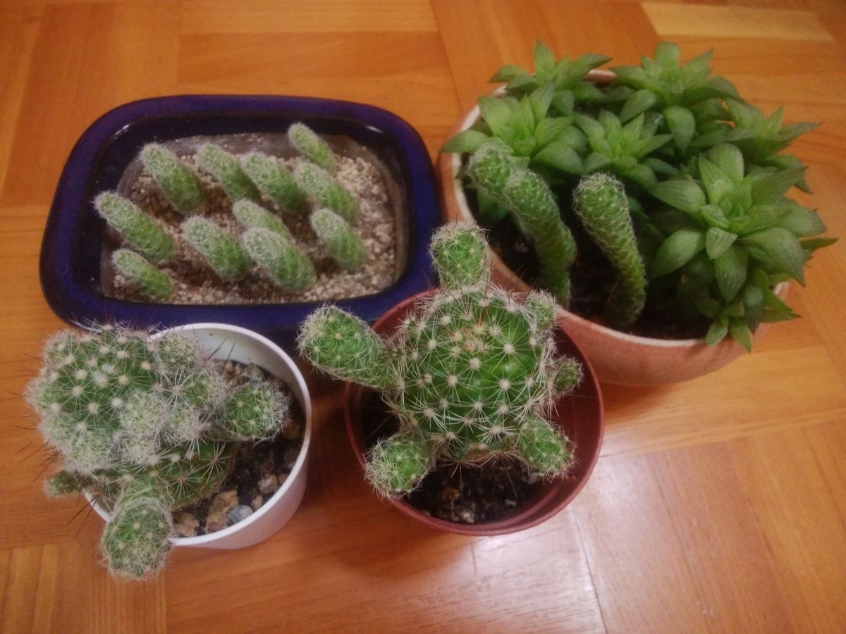 チンアナゴ化🌵銀手毬