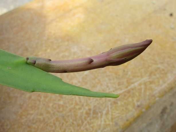 今期ラストの開花