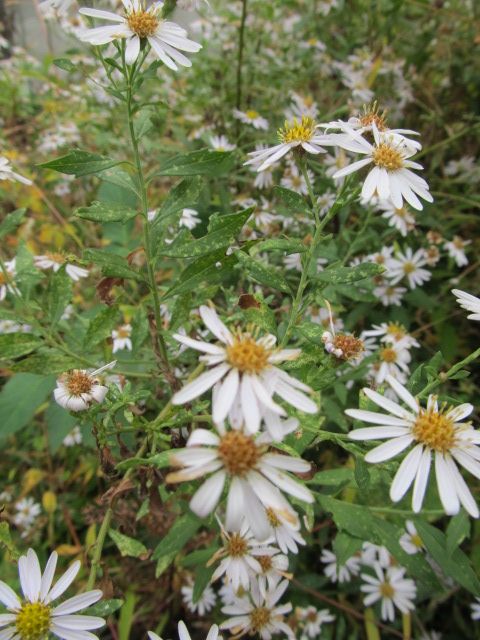 野草園の花