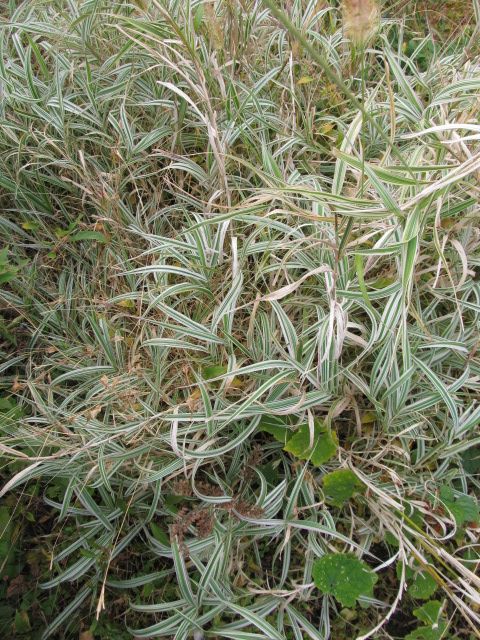 野草園の花