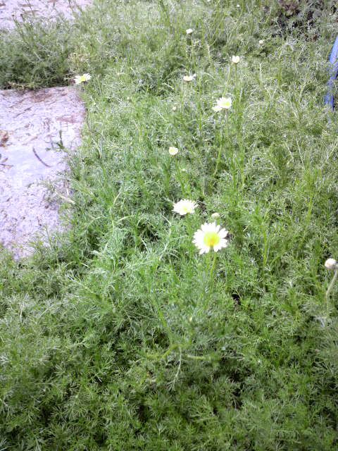 カモミールの芝