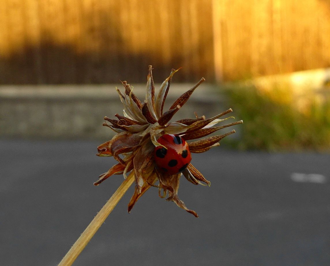 スリム、スリム～（虫の写真あり）