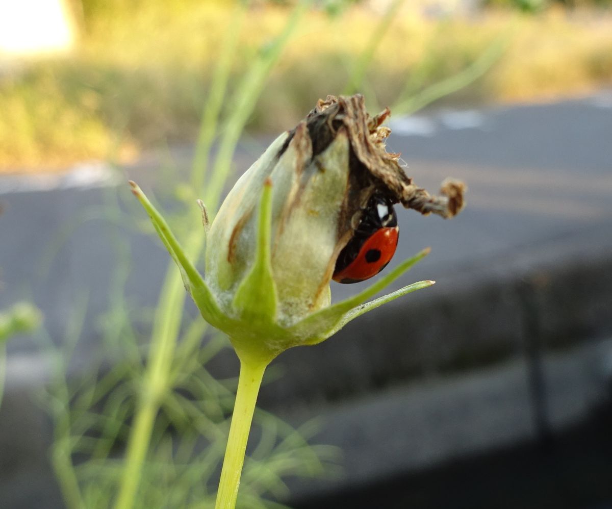 スリム、スリム～（虫の写真あり）