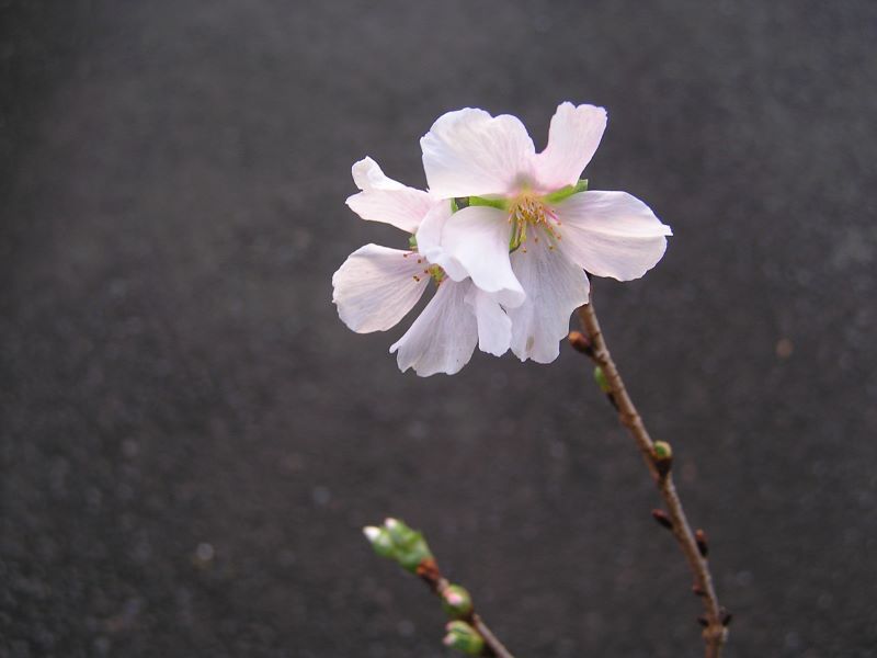 小品盆栽・シナノ寒桜