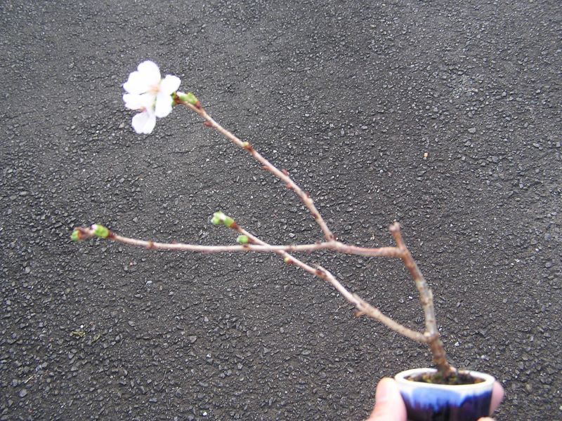 小品盆栽・シナノ寒桜