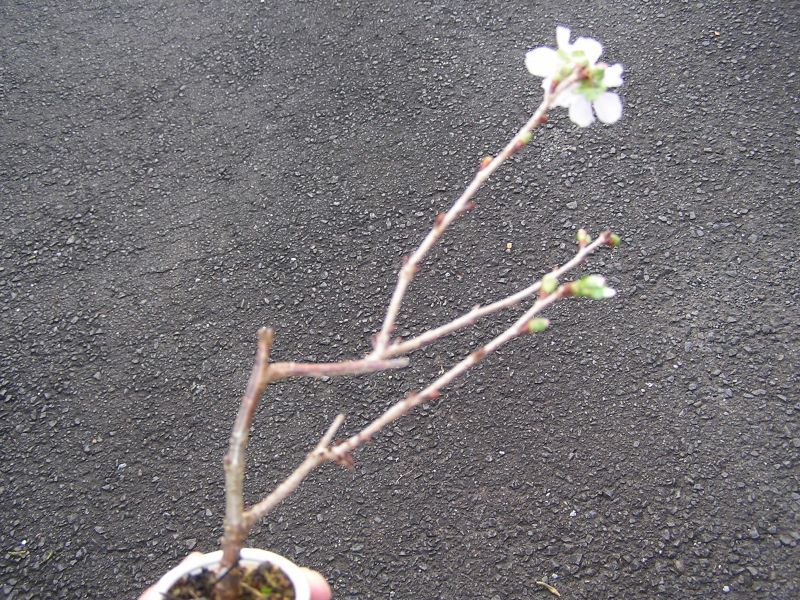 小品盆栽・シナノ寒桜