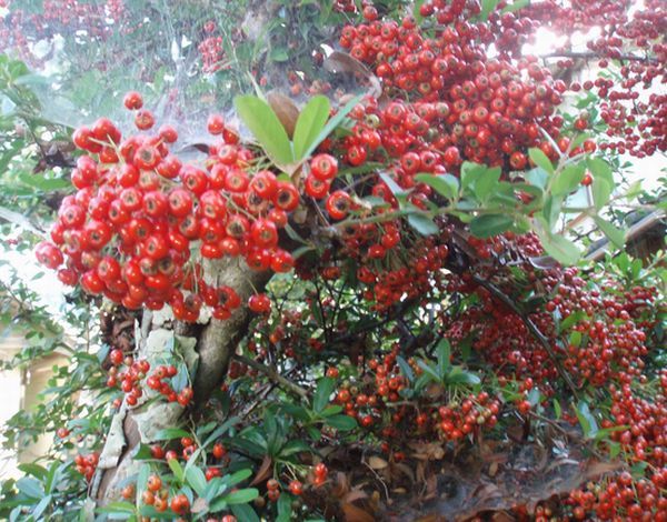 オールドカメラで花を撮る。