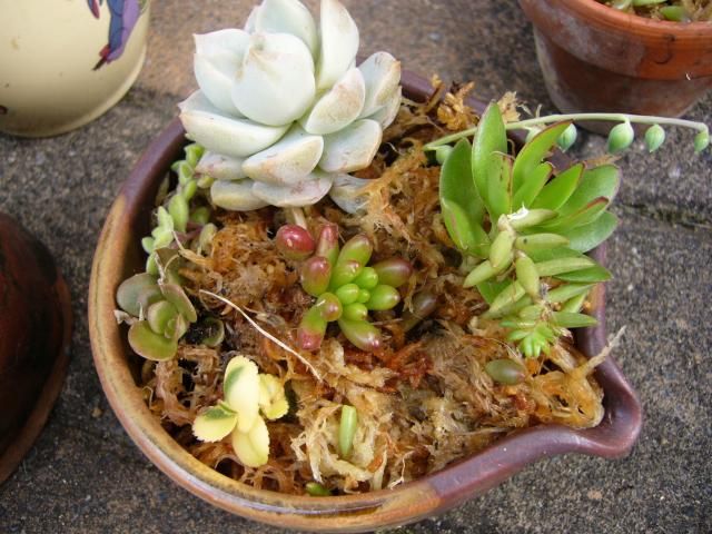 多肉ちゃん水苔に寄せ植えしてみました