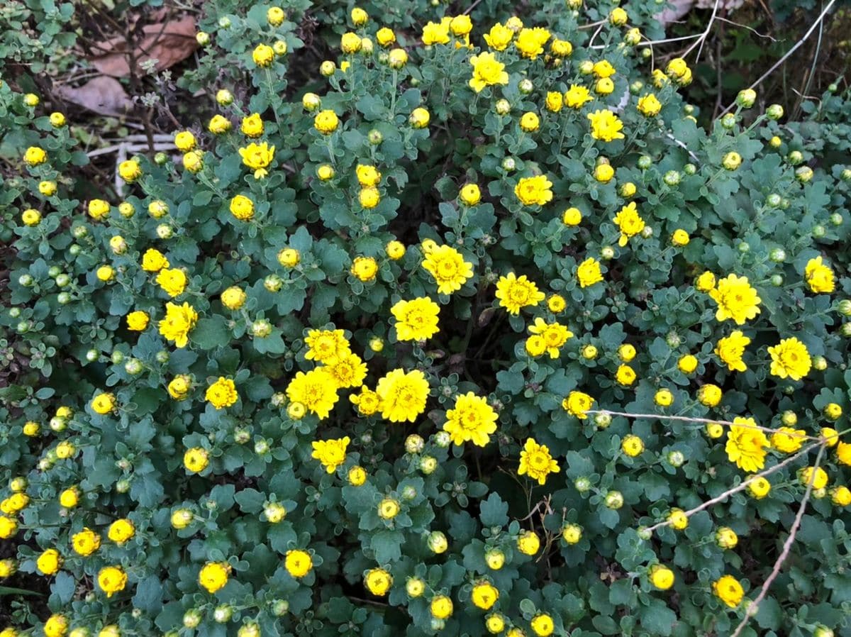 我が家の庭の小菊💕