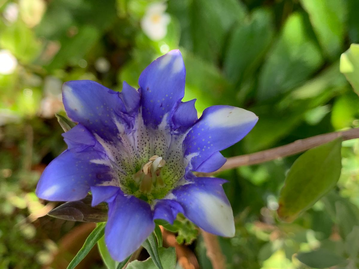 昨日と今日のお花達(^_-)-☆