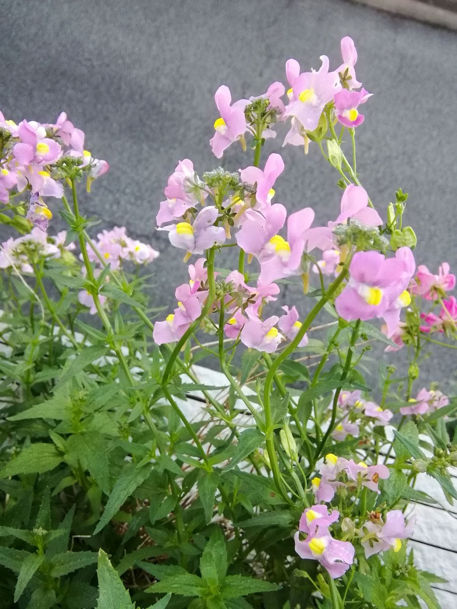 朝露が下りて寒々と❗