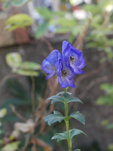 トリカブトと野菊